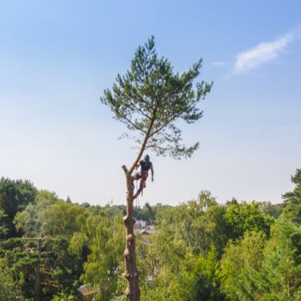 Real Tree Jackets Thumbnail